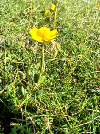 Lilium bulbuferum subsp. Croceum e Helianthemum sp.